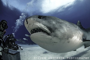 Please give me a snack? Tiger Shark Love off the West End... by Steven Anderson 